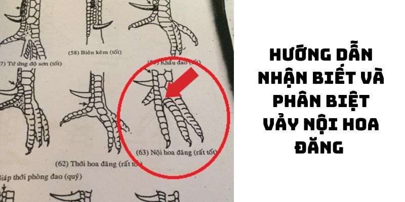 Vảy Gà Chọi Độc - Nhận Diện 5 Loại Vảy Kê Ấn Tượng 3 Chọn nội mã hoa đăng để tăng tỷ lệ thắng cược